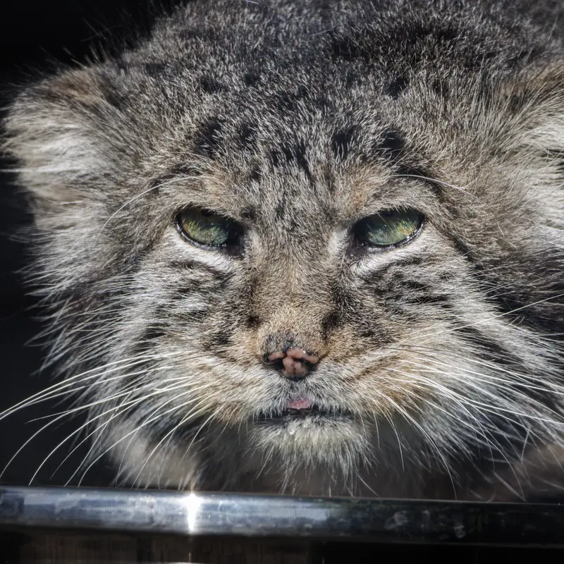 A photograph of Sven in Leningrad zoo