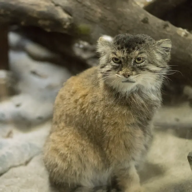 A photograph of Primula in Ueno Zoological Gardens