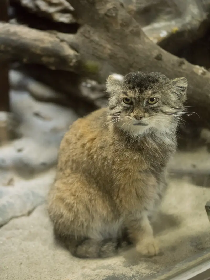 A photograph of Primula in Ueno Zoological Gardens