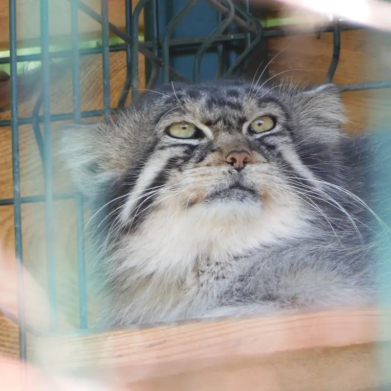 A photograph of a Pallas's cat