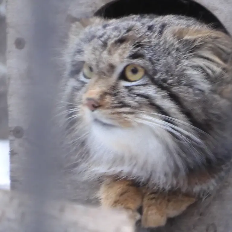 A photograph of Mensu in Novosibirsk Zoo