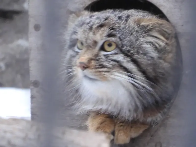 A photograph of Mensu in Novosibirsk Zoo