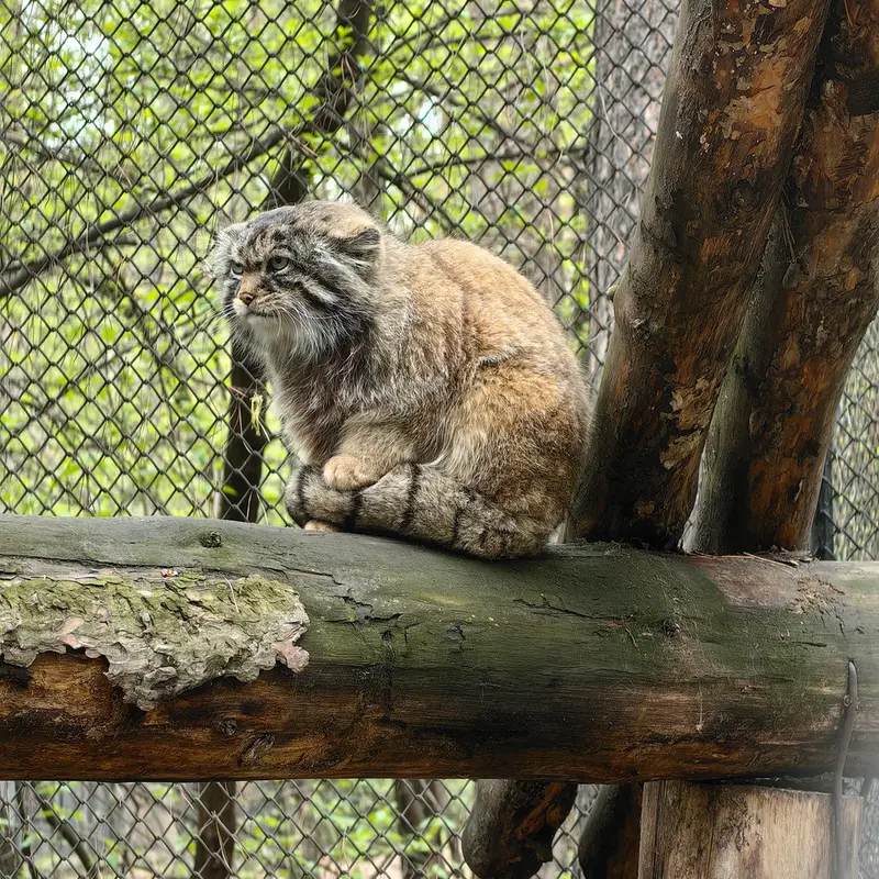 A photograph of George in Novosibirsk Zoo