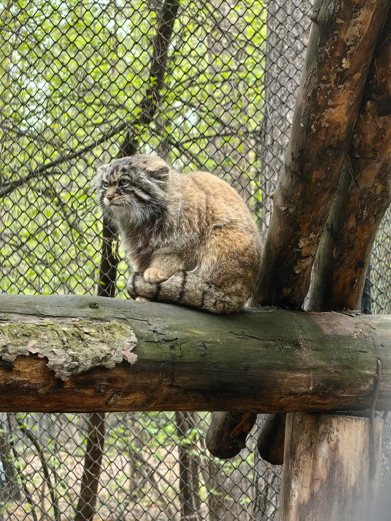 A photograph of George in Novosibirsk Zoo
