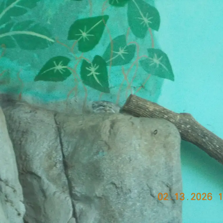 A photograph of Perseus in Birmingham Zoo