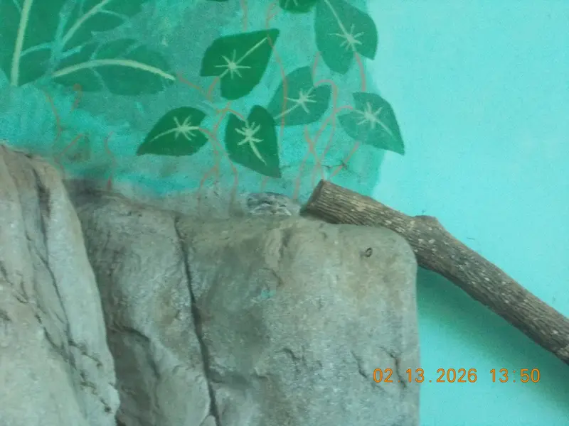 A photograph of Perseus in Birmingham Zoo