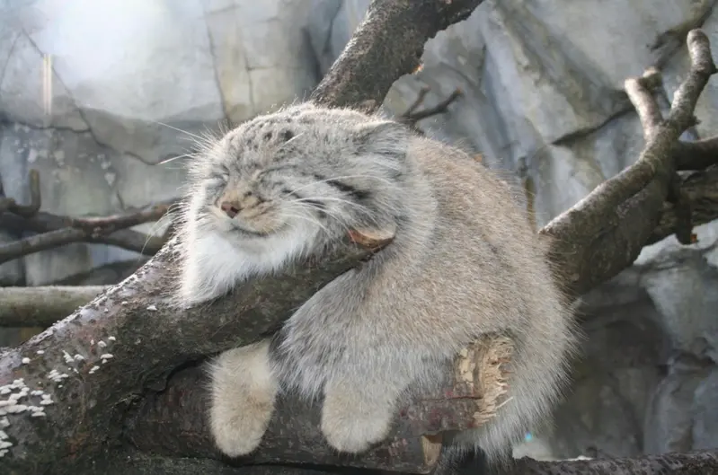 A photograph of a Pallas's cat