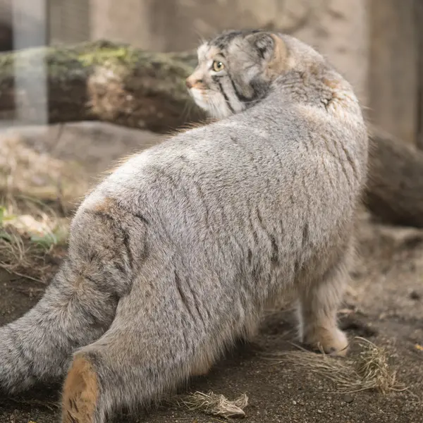 A photograph of Nagomu in Nasu Animal Kingdom