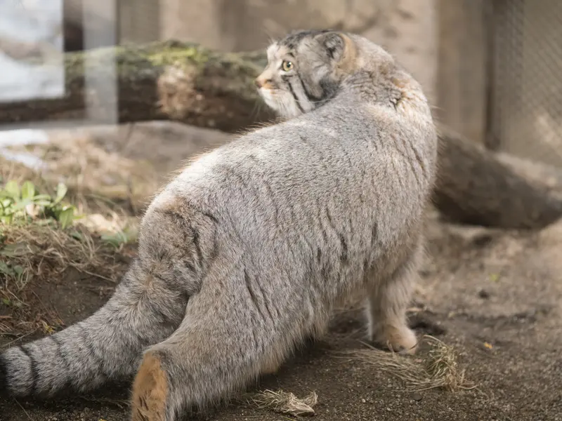 A photograph of Nagomu in Nasu Animal Kingdom