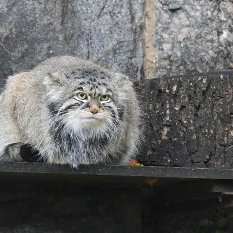 A photograph of Timofey in Moscow zoo
