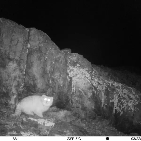 A photograph of Otocolobus manul manul from Aktas-Kunkora [new] camera trap