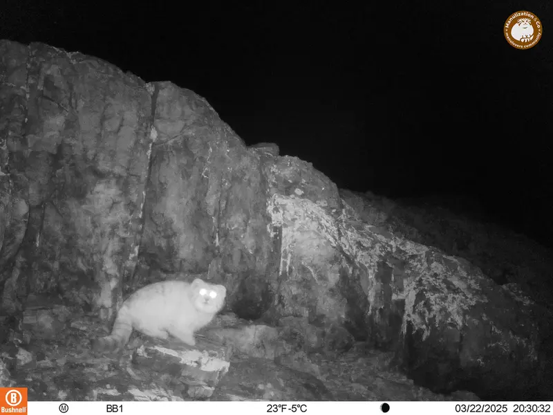 A photograph of Otocolobus manul manul from Aktas-Kunkora camera trap