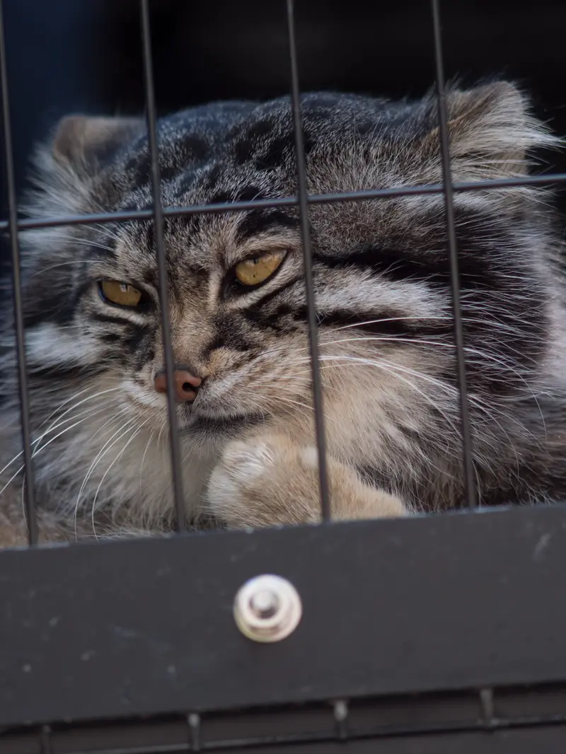 A photograph of Grusha in Asahiyama Zoo