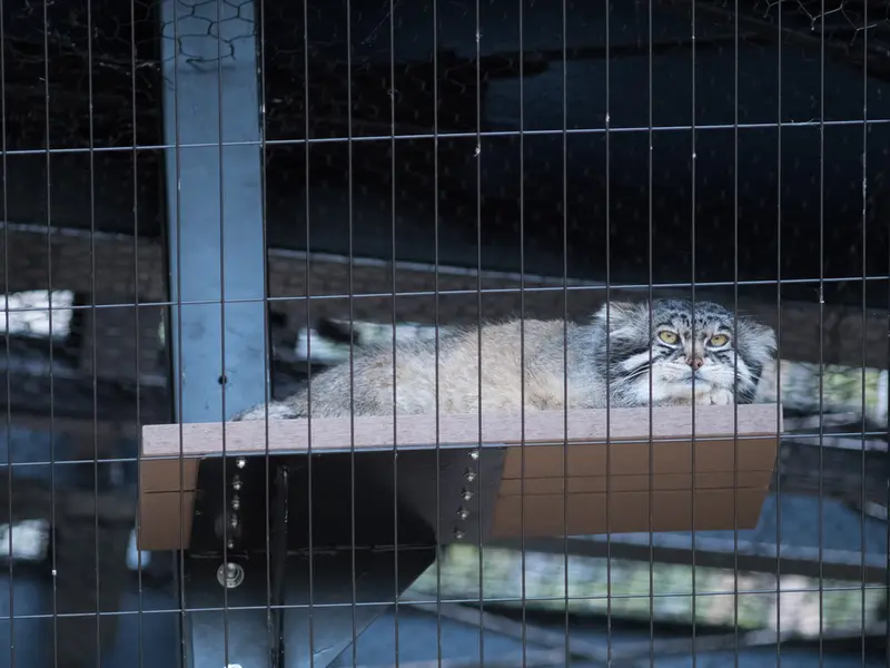 A photograph of Grusha in Asahiyama Zoo