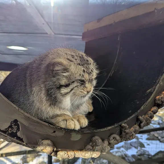 A photograph of Norbu in Mill Mountain Zoo