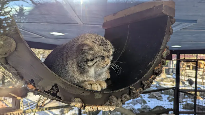 A photograph of Norbu in Mill Mountain Zoo