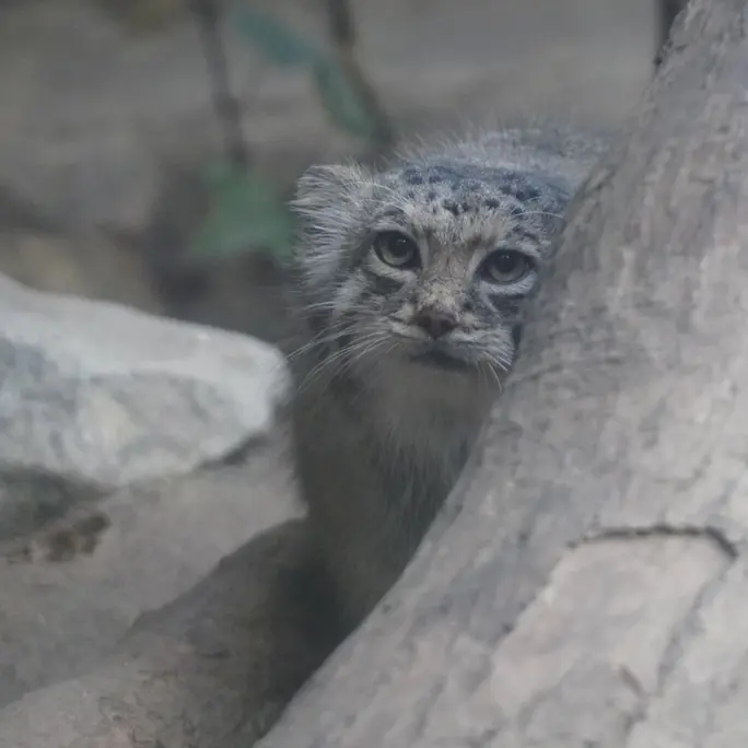 A photograph of Az in Kobe Animal Kingdom