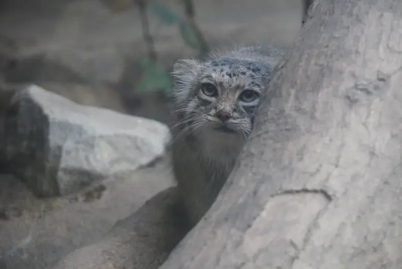 A photograph of Az in Kobe Animal Kingdom