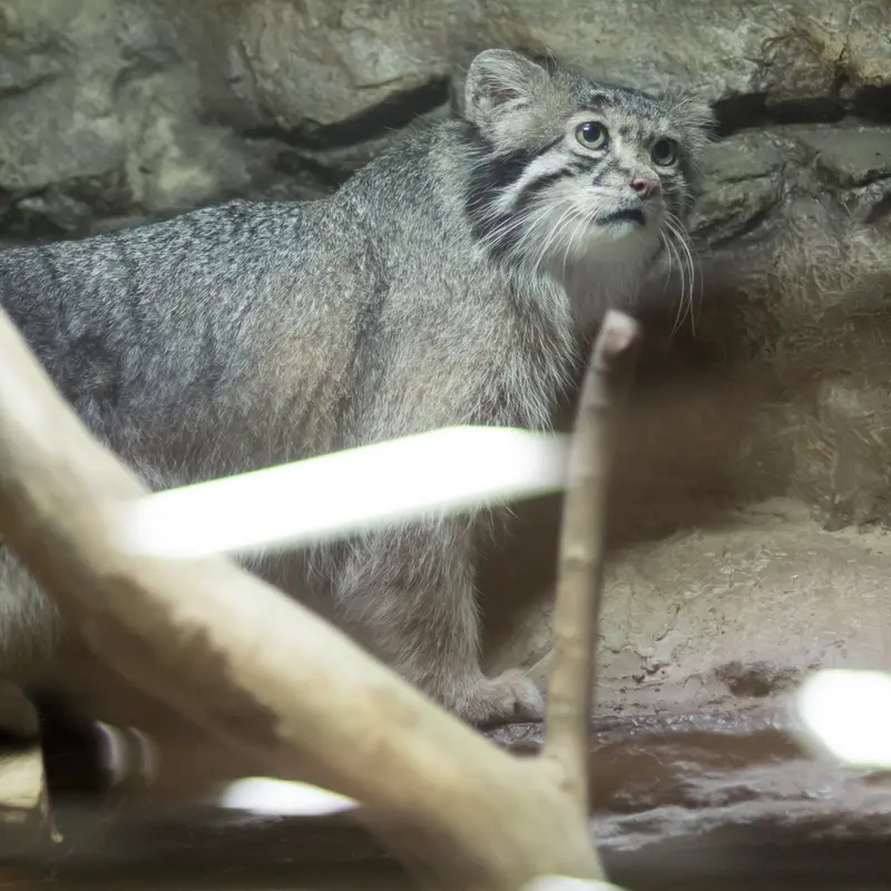 A photograph of Klyon in Ueno Zoological Gardens
