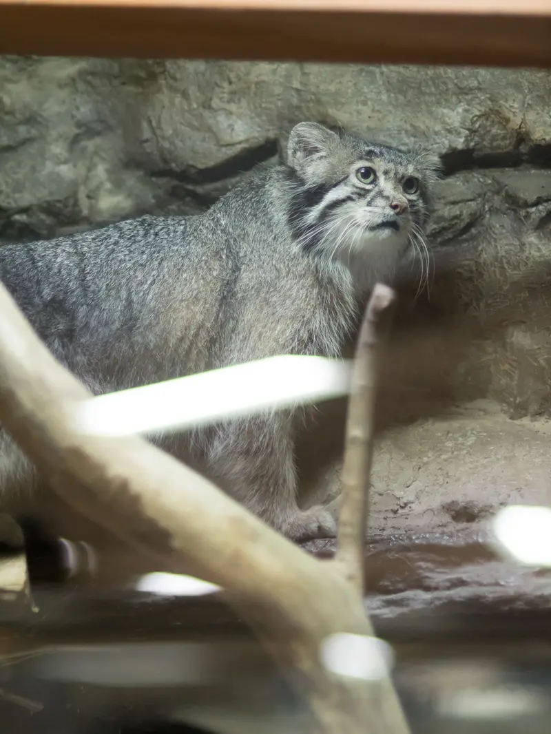 A photograph of Klyon in Ueno Zoological Gardens