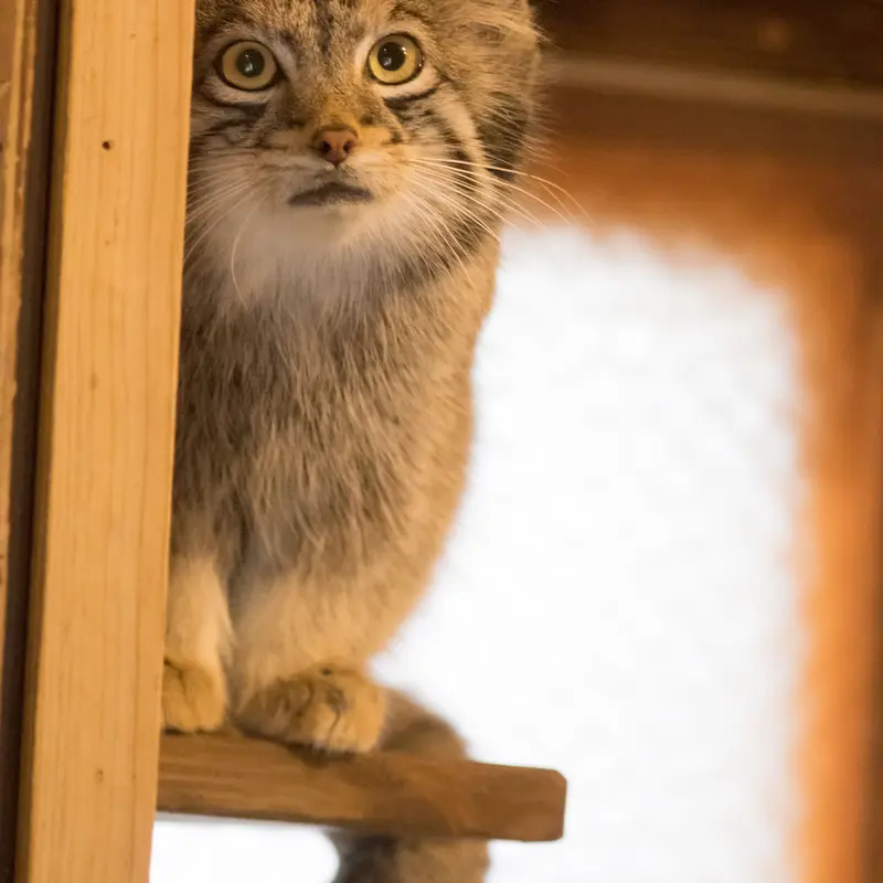 A photograph of Oto in Saitama Children's Zoo