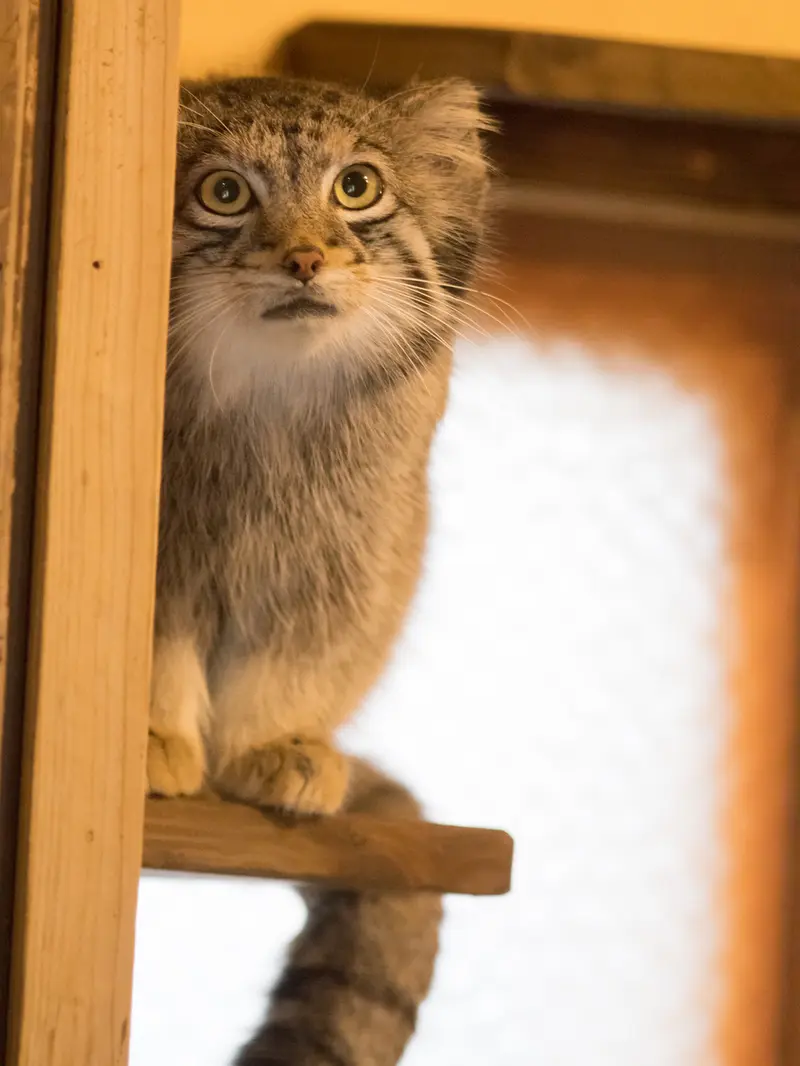 A photograph of Oto in Saitama Children's Zoo
