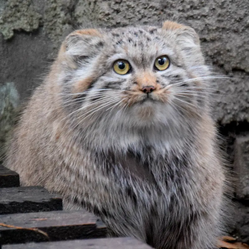 A photograph of Lucy in Budapest Zoo & Botanical Garden