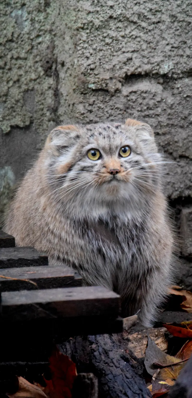 A photograph of Lucy in Budapest Zoo & Botanical Garden