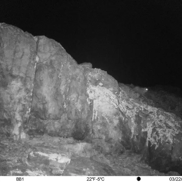 A photograph of Otocolobus manul manul from Aktas-Kunkora [new] camera trap
