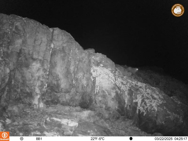 A photograph of Otocolobus manul manul from Aktas-Kunkora camera trap