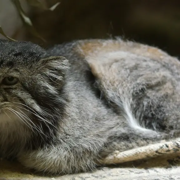 A photograph of a Pallas's cat in Ueno Zoological Gardens