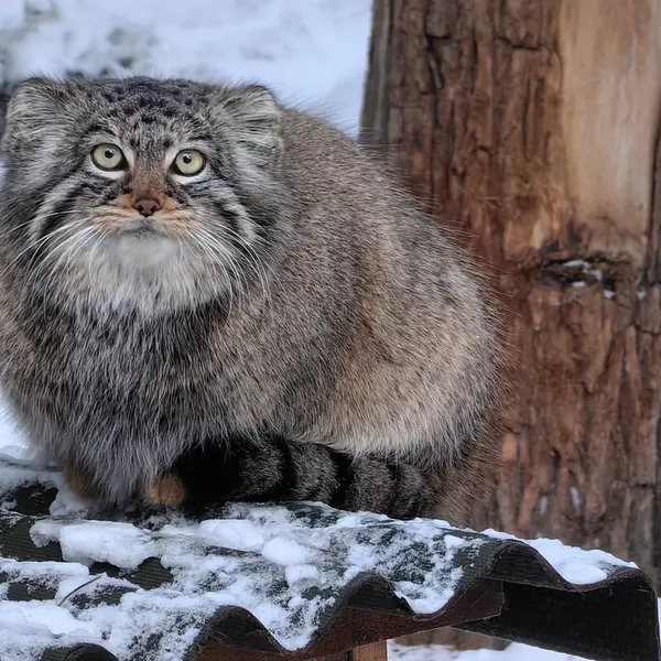 A photograph of Daughter of Eve 2023 Ⅲ in Novosibirsk Zoo