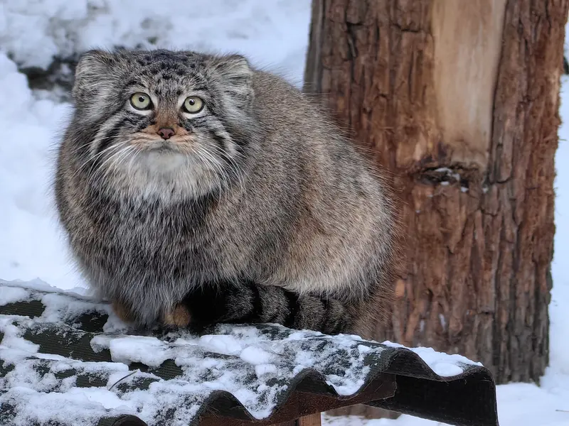 A photograph of Daughter of Eve 2023 Ⅲ in Novosibirsk Zoo