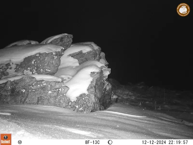 A photograph of a Pallas&#039;s cat from Karashoky camera trap