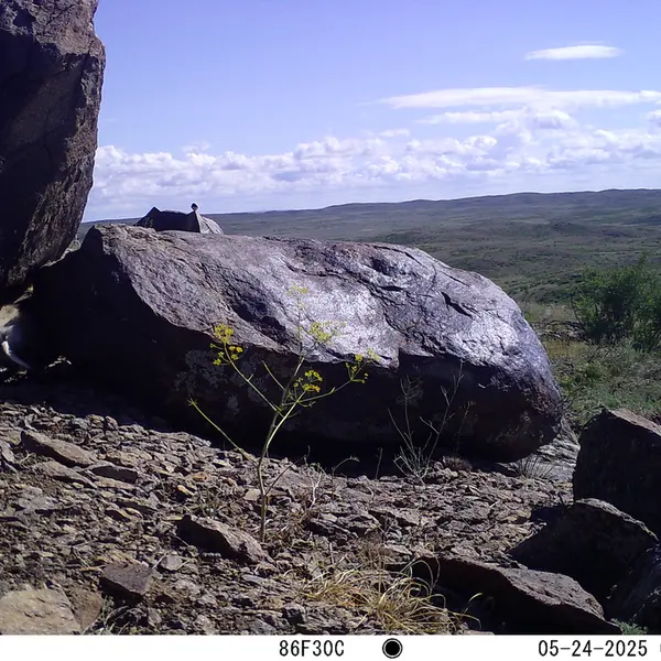A photograph of a Pallas's cat from Koshkar camera trap