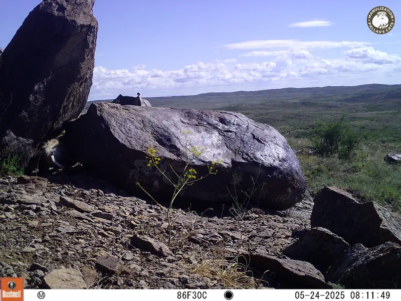 A photograph of a Pallas&#039;s cat from Koshkar camera trap