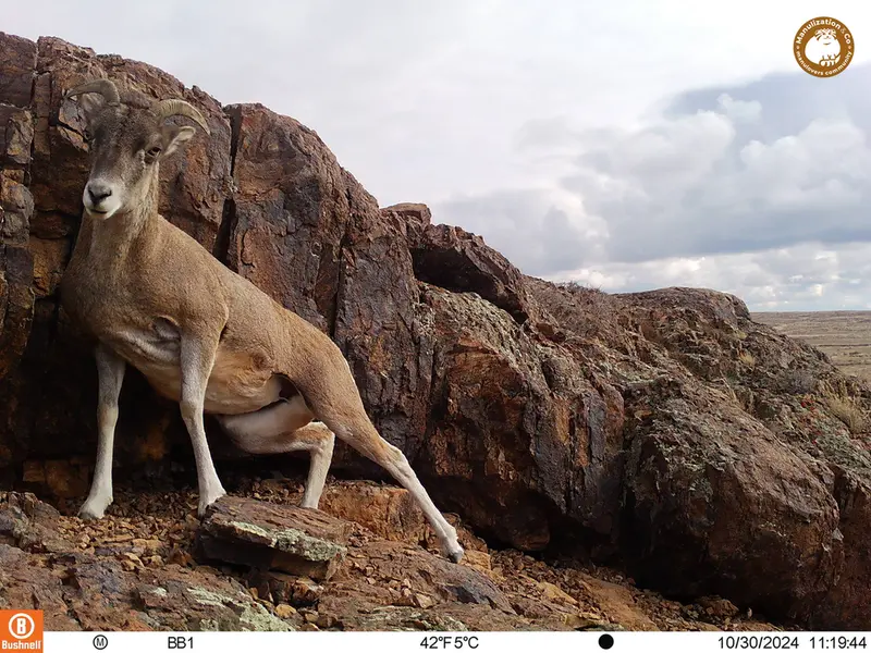 A photograph of Argali from Aktas-Kunkora camera trap