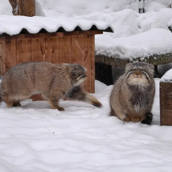 A photograph of Son of Eve 2024 Ⅱ and Son of  Eve 2024 Ⅳ in Novosibirsk Zoo