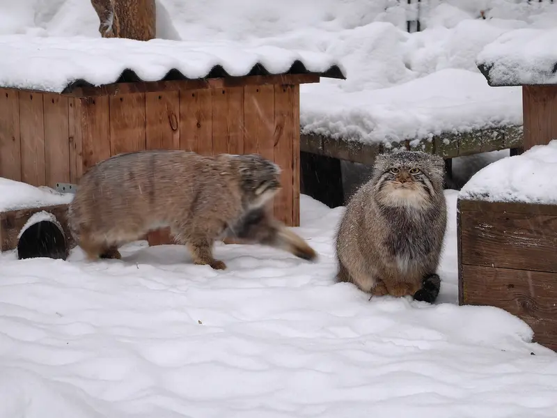 A photograph of Son of Eve 2024 Ⅱ and Son of  Eve 2024 Ⅳ in Novosibirsk Zoo