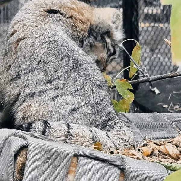 A photograph of Son of Snezhana b.2026 Ⅲ in Novosibirsk Zoo