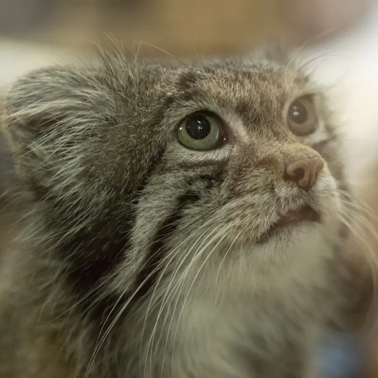 A photograph of Klyon in Ueno Zoological Gardens