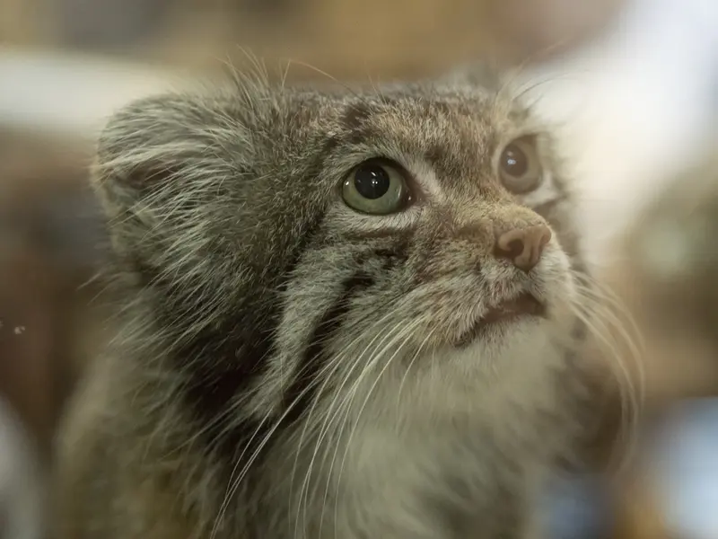 A photograph of Klyon in Ueno Zoological Gardens