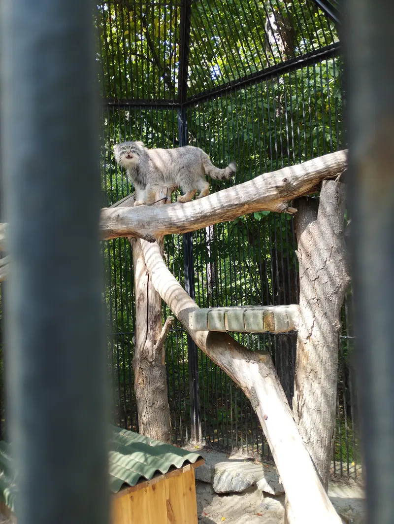 A photograph of a Pallas's cat in Novosibirsk Zoo