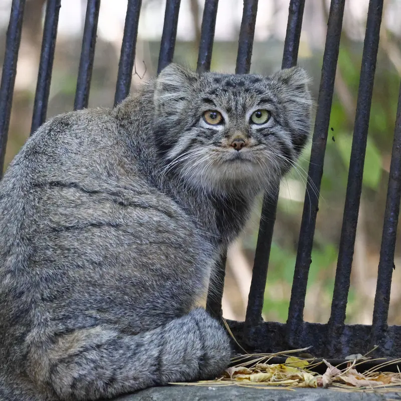 A photograph of Katun in Novosibirsk Zoo