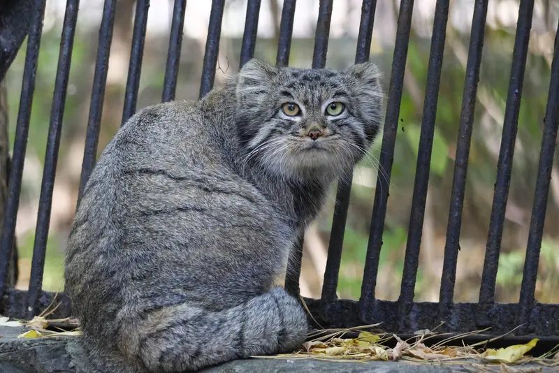 A photograph of Katun in Novosibirsk Zoo
