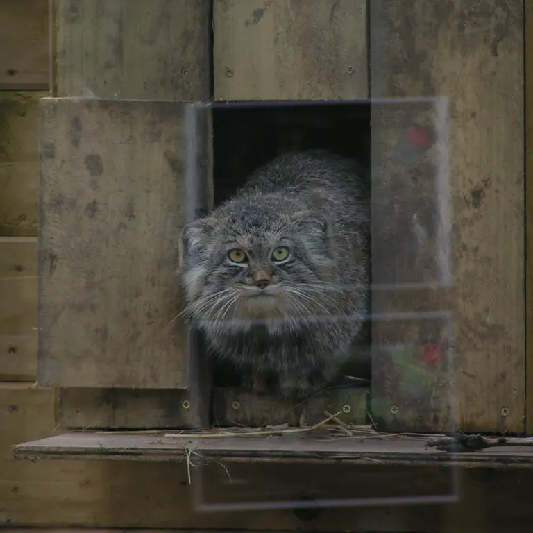 A photograph of Altai in The Lakeland Wildlife Oasis