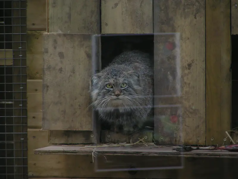 A photograph of Altai in The Lakeland Wildlife Oasis