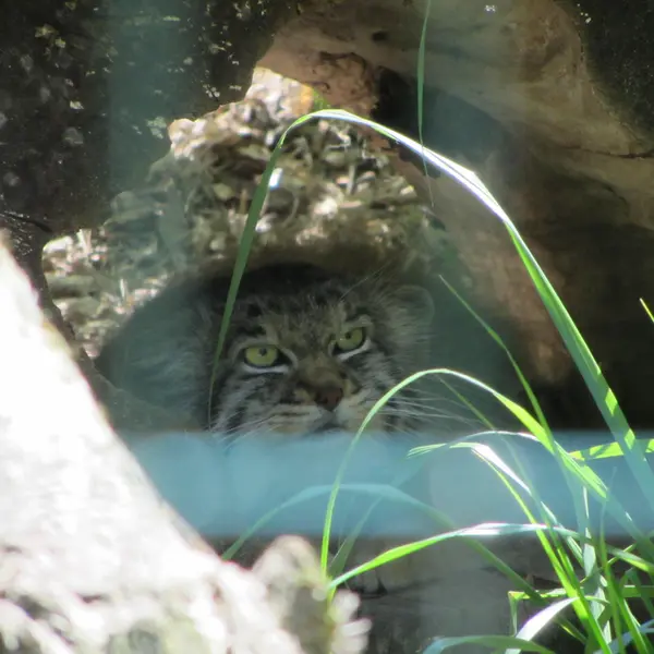 A photograph of Manni in Dessau Zoo
