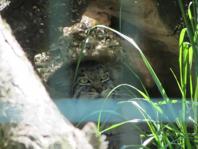 A photograph of Manni in Dessau Zoo