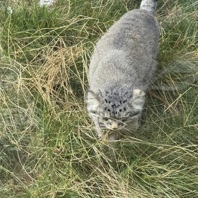 A photograph of Akiko in Edinburgh Zoo
